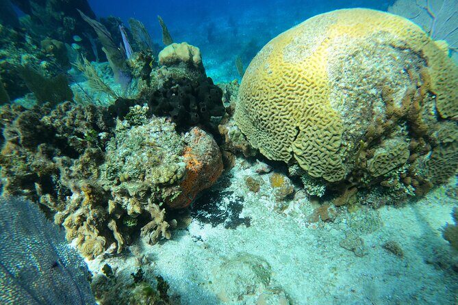 El Cielo and Snorkeling for Cruise Ship Passengers - Key Points