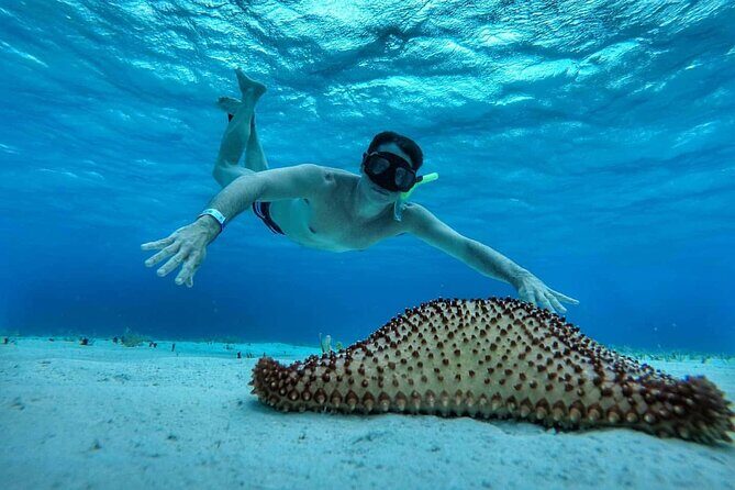 El Cielo the Breathtaking Snorkel Tour of Cozumel Cielito Beach & Lunch Included - What Travelers Can Expect