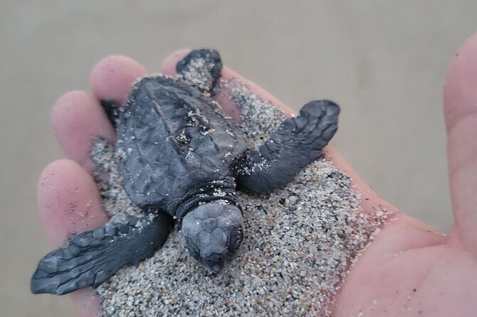 Enjoy Puerto Escondido with Beach and Nature from Oaxaca - Transport and Comfort