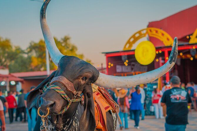 Entrance and transfer to the Texcoco International Horse Fair26 - FAQs