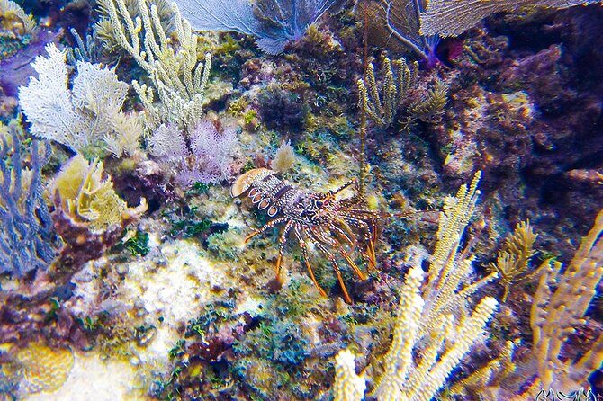 Entry Level PADI Course Discovery Scuba Dive - Who Should Consider This Experience?