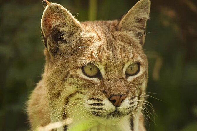 Entry ticket to Hoo Zoo and Dinosaur World in Telford - Who Should Visit?