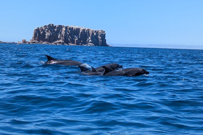 Espíritu Santo Adventure Private Tour - Los Islotes and Snorkeling with Sea Lions