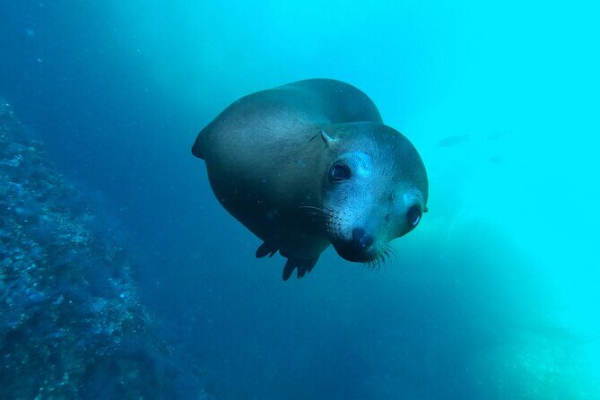 Espiritu Santo Island and sea lions - Additional Stops and Environmental Focus