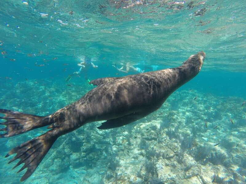 Espiritu Santo Snorkeling and Sea Lion Adventure - The Itinerary Breakdown