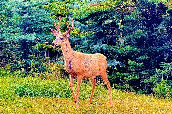 Evening Private Tour Best of Banff Wildlife - The Experience Unpacked: What You Can Expect