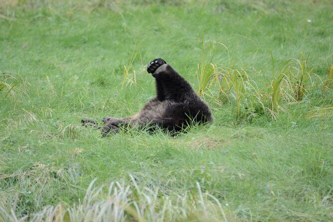 Exclusive Locations Private Bear Viewing - An In-Depth Look at the Tour Experience