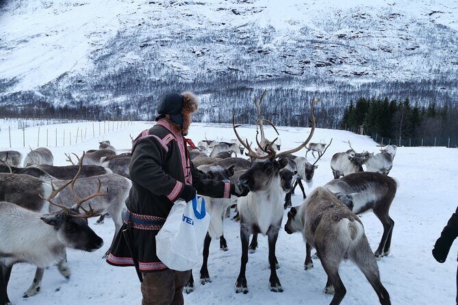Exclusive Reindeers Experience in small groups, Tromso - The Practicalities: What You Need to Know