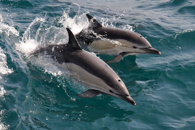 Excursion to Gibraltar with Dolphin Watching from Malaga - Free Time in Gibraltar: What to Do