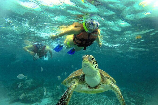 EXPERIENCE SWIMMING with the TURTLES and Discover the amazing Tulum Ruins tours. - Snorkeling with Sea Turtles in Akumal