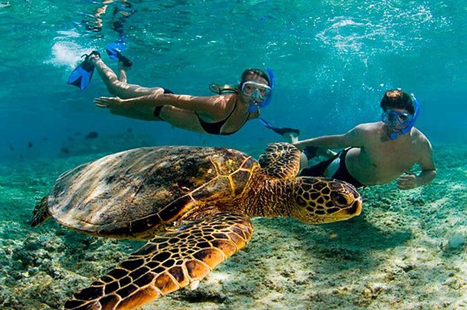 Experience swimming with turtles and explore the ruins of Tulum. Lunch included. - What’s Included and What’s Not