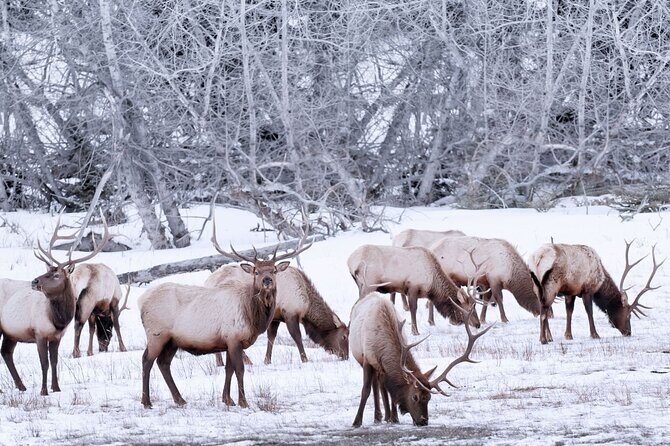 Explore Banff + Wildlife - Final Thoughts