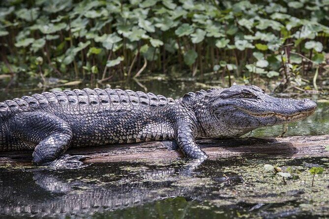 Extreme Everglades: Crocodiles and Adventure from Miami - Is It Worth It? Analyzing the Value