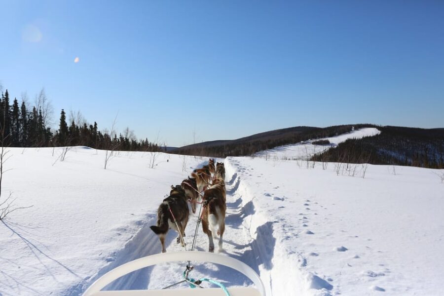 Fairbanks: 1-Hour Alaskan Winter Dog Sledding Adventure - What We Learned from the Reviews