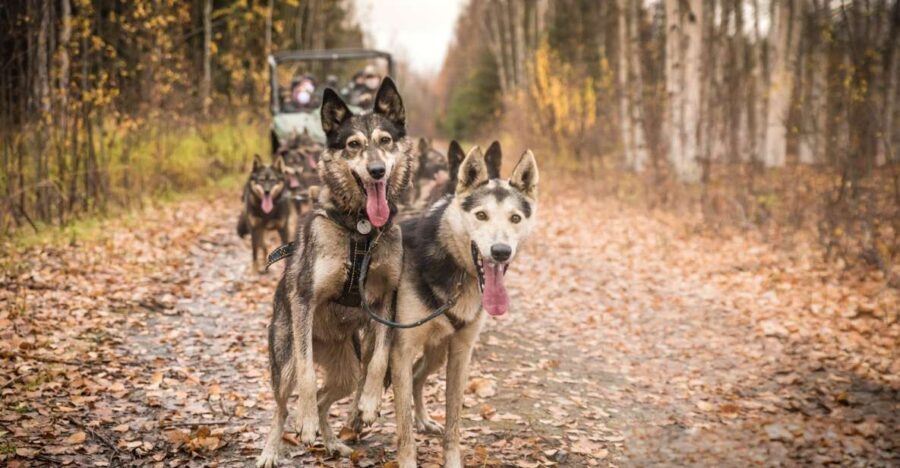Fairbanks: Dog Mushing through Fall Landscapes on a UTV - Final Thoughts