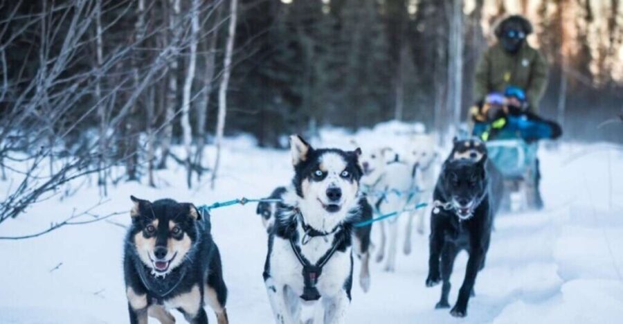 Fairbanks: Private Mush on the Historic Yukon Quest Trail - The Value of the Tour