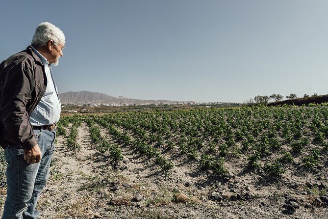 Farm to Table Food Experience in Santorini - The Sum Up