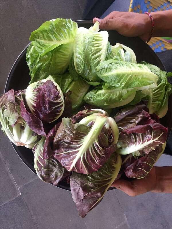 Farmer's Market + Street Food Walking Tour - Chef Curated - Who Will Enjoy This?