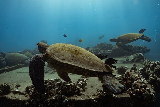First Timers and Non-Swimmers Snorkeling Experience in Wailea - Authentic Reviews and Insights