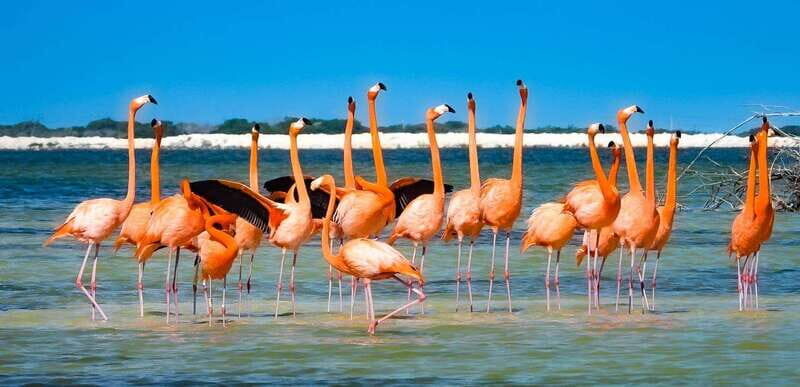 flamingo tour in Rio Lagartos, Yucatan 3 hours - Transportation & Group Size