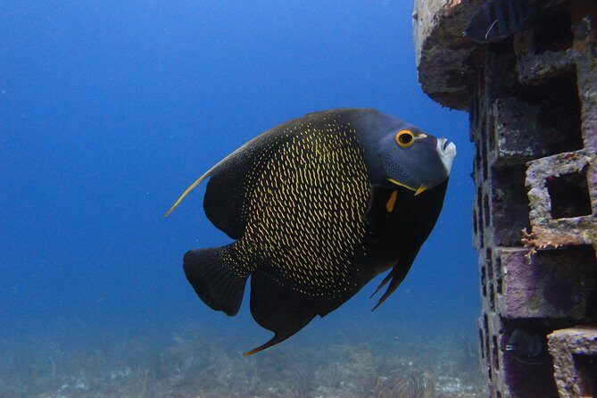 For certified Divers Experience the Under Water Museum and the Manchones Reef - The Practicalities: What You Need to Know