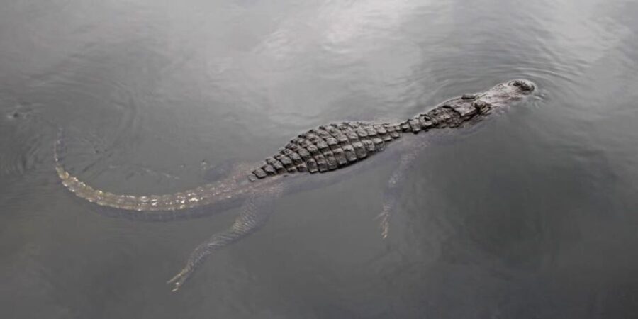 Fort Lauderdale: Everglades Express Tour with Airboat Ride - Exploring Everglades National Park