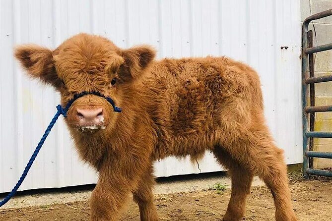 Fredericksburg Cow Cuddling - The Practical Details