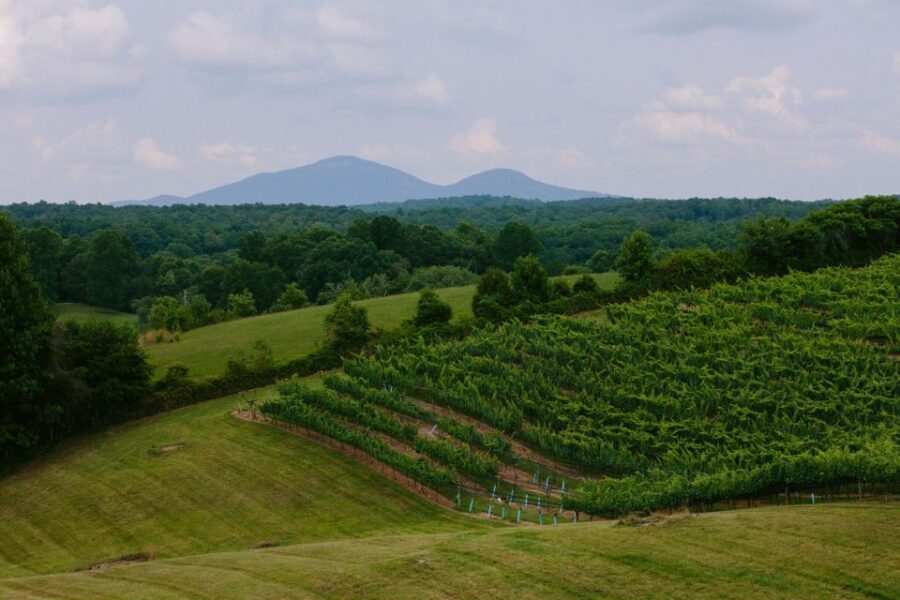 From Atlanta: Half-Day Wine Country Tour - Analyzing the Value