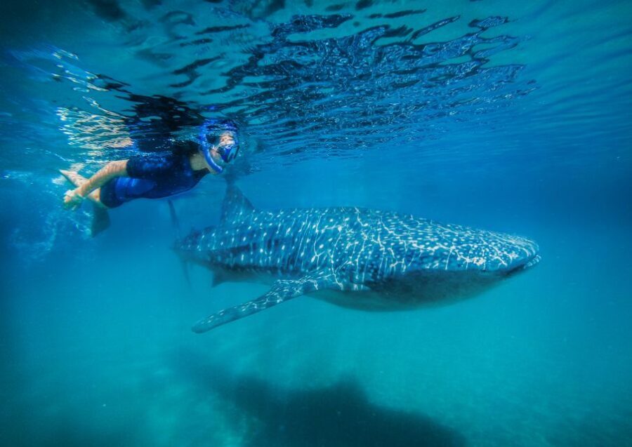 From Cabo: Snorkel with Whale Sharks in La Paz - Snorkeling with the Whale Sharks