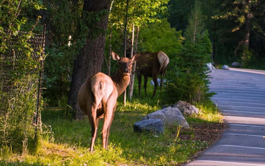 From Canmore/Banff:Moraine Lake & Lake Louise 1.5h per lake - Lake Louise: The Queen of the Rockies