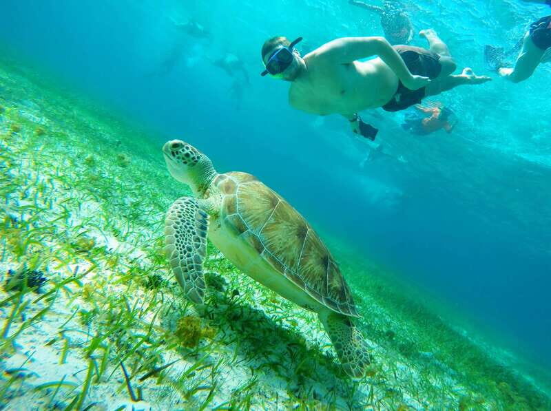 From Cozumel: Starfish, Stingrays and the Turtle Sanctuary - The Boat Ride and Scenic Transport