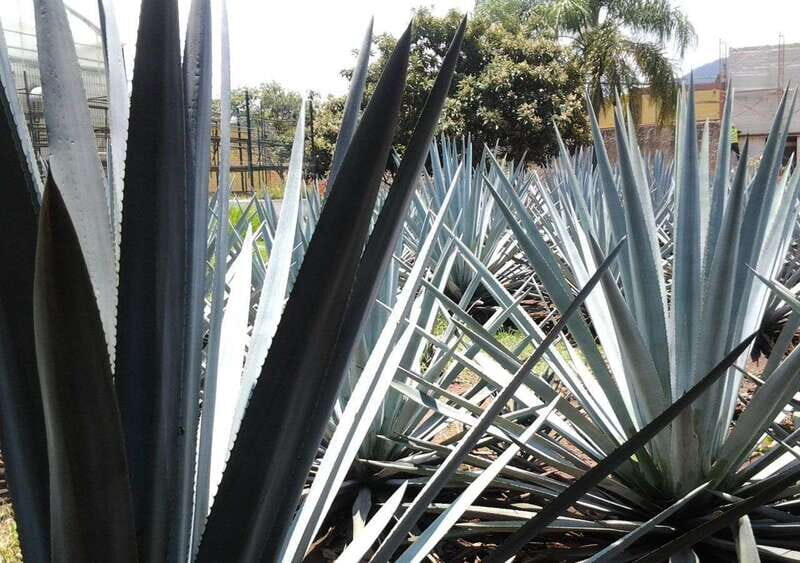 From Guadalajara: Visiting Hacienda Casa herradura. Unique! - What Makes This Tour Stand Out?