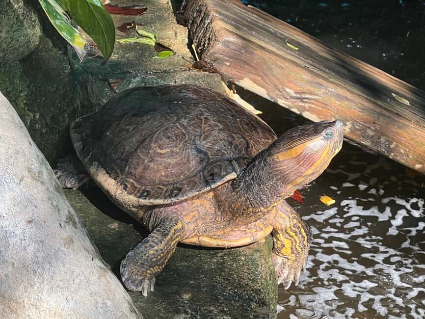 From Huatulco: Crocodile and Turtle Eco-Tour - FAQ