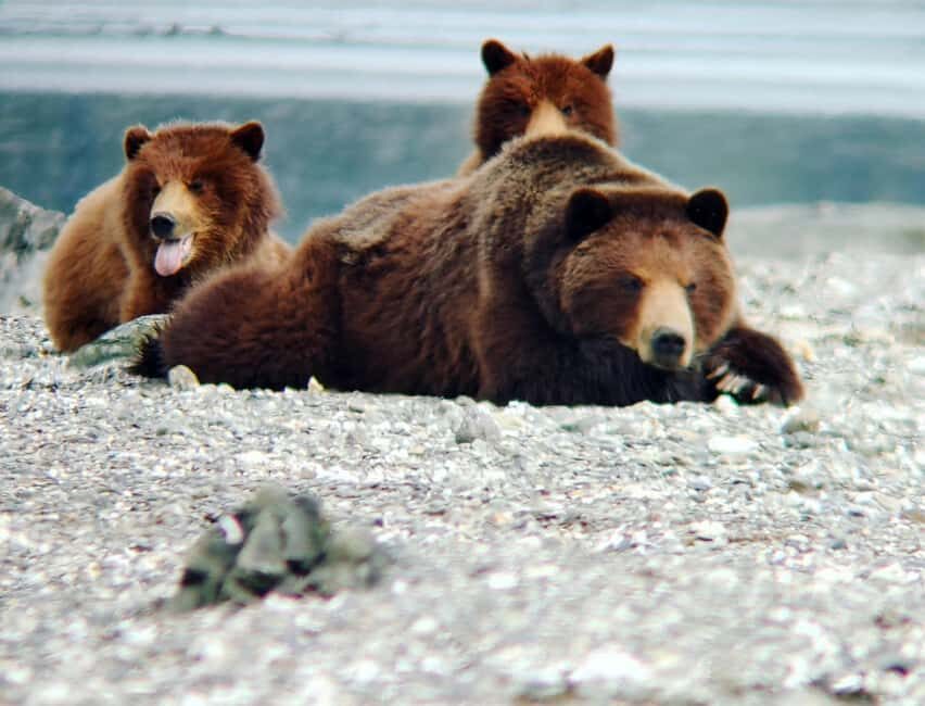 From Juneau: Pack Creek Bear Viewing Adventure - Final Thoughts
