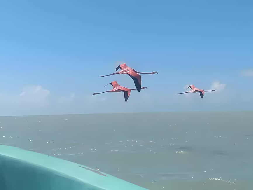 From Merida: Celestun, flamingos and beach - Starting Point and Logistics