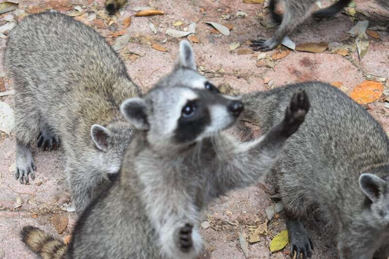 From Merida: Transfer to Celestun and Sisal - Who Will Love This Tour?