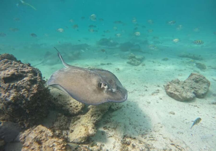 From Puerto Morelos: Ocean Reef Snorkeling - The Experience Provider: Arrecife Expeditions