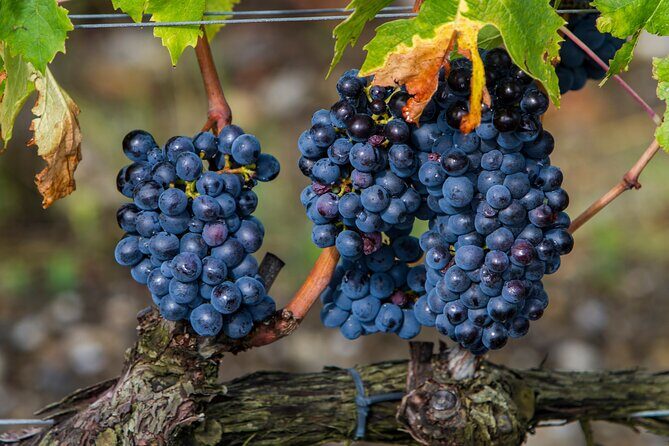 from Rome Montepulciano and Montalcino, the Wine Routes - Who Would Love This Tour?