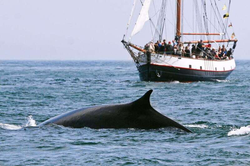 From Saint John: Saint Andrews Whale Watching Tour - Who Should Consider This Tour?