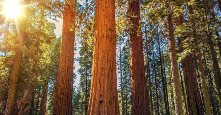 From San Francisco: Guided Muir Woods Excursion - An In-Depth Look at the Tour Experience