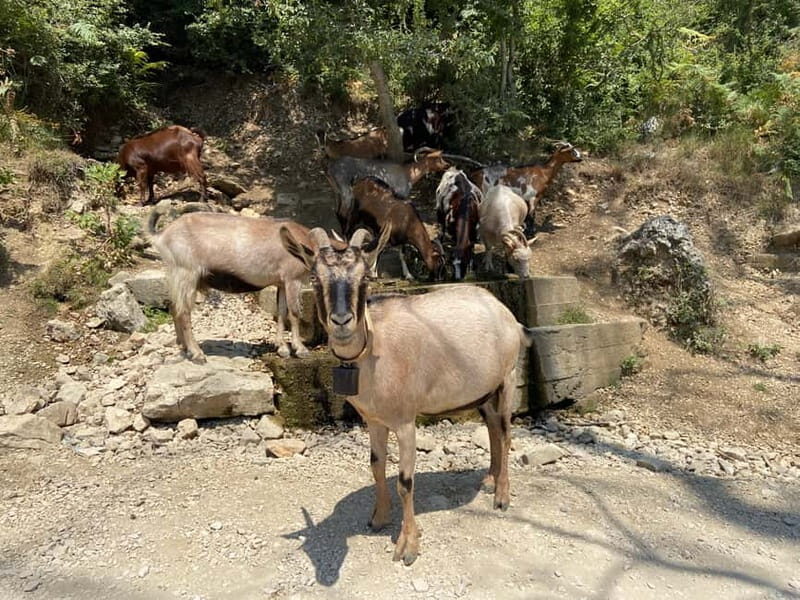 FROM TIRANA: Bovilla Lake & Gamti Mountain Hiking Trip - A Closer Look at the Experience