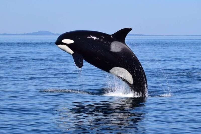 From Victoria: Whale Watching Tour by Zodiac Boat - Who Will Love This Tour?