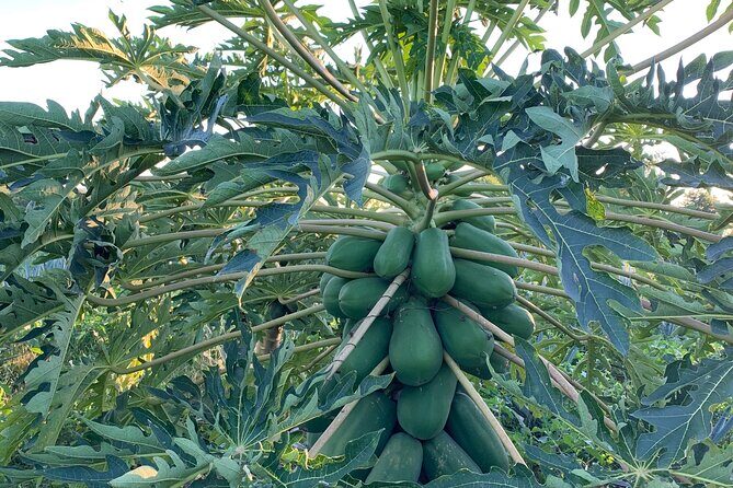 Fruit Garden and Mezcal Tasting Tour with Lunch Included - The Details That Matter