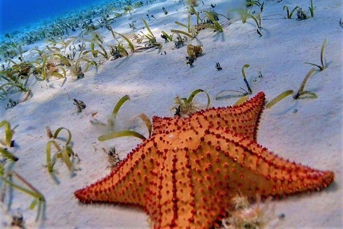 Full-Day El Cielo Snorkel Tour in Cozumel with Transportation and Lunch - The Reality of the Experience Based on Reviews