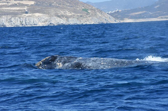 Full-Day Gray Whale Watching tour from Cabo to Mag Bay - Authentic Insights from Past Participants