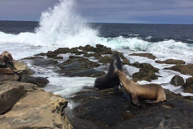 Full Day Private SD Tour from Encinitas - Final Thoughts