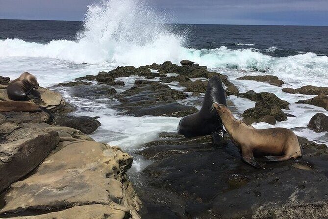 Full Day Private SD Tour from Oceanside - Who Will Love This Tour?