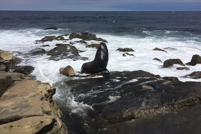 Full Day Private SD Tour from Pacific Beach - The Experience and Value