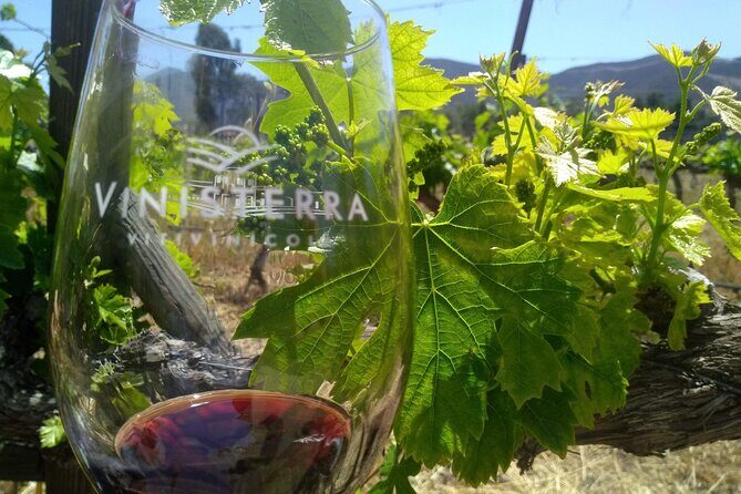 Full Day Private Tour or Guadalupe Valley Weekend - Practical Details & What They Mean for You