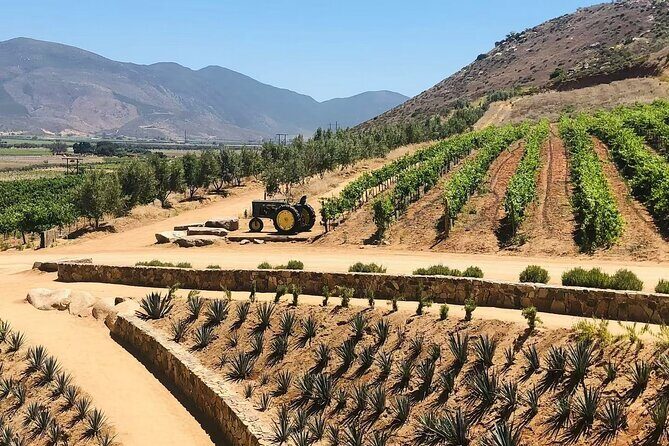 Full Day Tour on the Wine Route, Valle de Guadalupe - The Sum Up